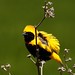 David Runyan Photo 11