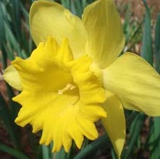 Ruth Davidson Photo 27