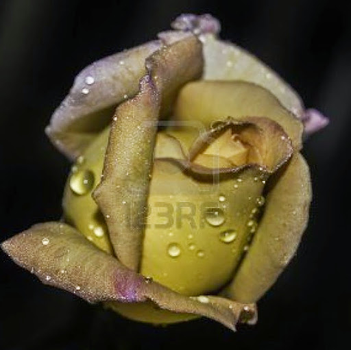 Cheryl Charles Photo 34