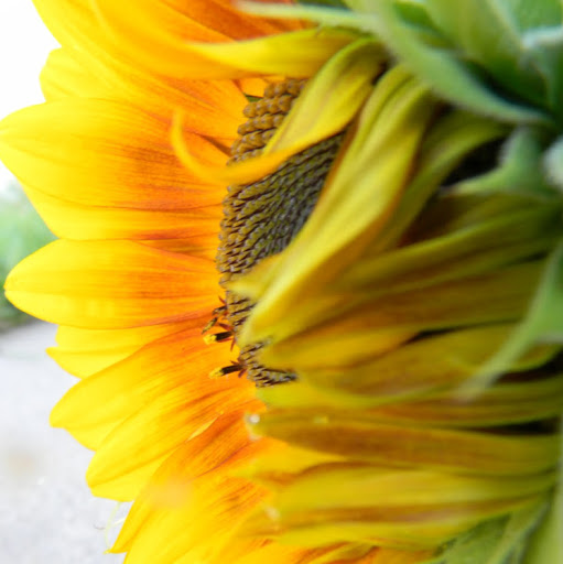 Rachel Hewgill Photo 1