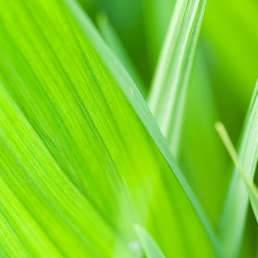 Peter Magee Photo 29