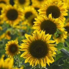 Desiree Edwards Photo 17