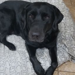 Rakesh Patel Photo 48