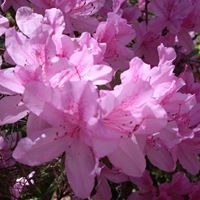 Cindy Wolverton Photo 10