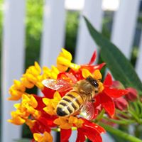 Deborah Wentworth Photo 7