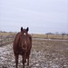 Raymond Chestnut Photo 7