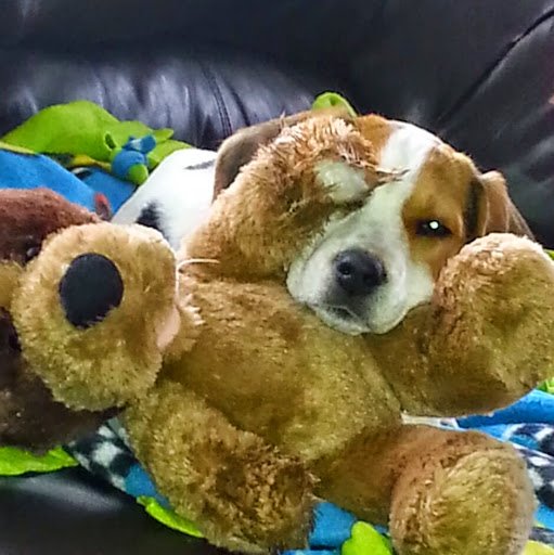 Lori Collins Photo 29