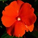 Lizzie Flowers Photo 22