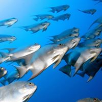 Abdull Mohamed Photo 6