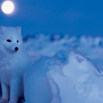 Pamela Lucas Photo 34