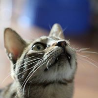 Alicia Wang Photo 30