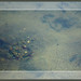 Lawrence Trout Photo 14