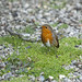Robin Patch Photo 21