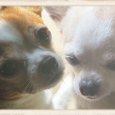 Jill Vincent Photo 8