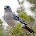 Jay Meyer Photo 40