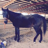 Tracy Houser Photo 18