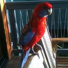 Michele Howell Photo 20