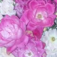 Sandy Calkins Photo 6