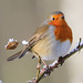 Robin Carr Photo 34