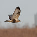 Michael Hawk Photo 33