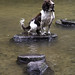 Kent Springer Photo 6