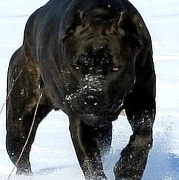 Susan Coates Photo 36 Susan Coates Photo 36