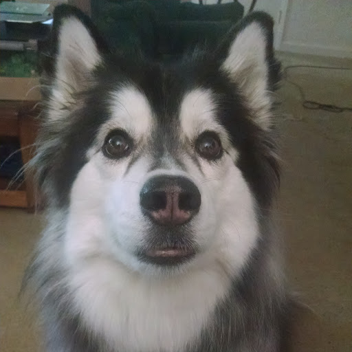 Justin Collier Photo 11