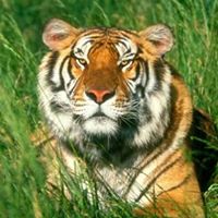 Connie Simpson Photo 20