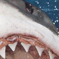 Gene Brennan Photo 15