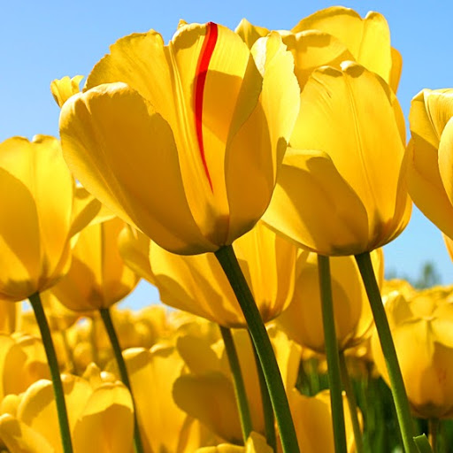 Diane Marshall Photo 28