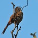 Robin Southern Photo 21