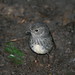 Robin Lynch Photo 11