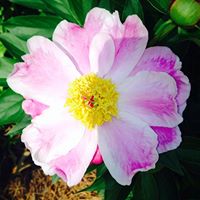 Elizabeth Banks Photo 16