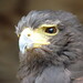 Henry Harris Photo 37