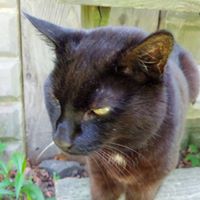 Andrew Mauro Photo 7