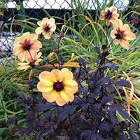 Susan Brothers Photo 17