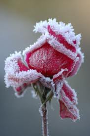 Kimberly Brenner Photo 9