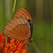 Diana Waldron Photo 8