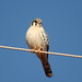 Robin Stoops Photo 17