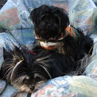 Sharlene Watson Photo 7