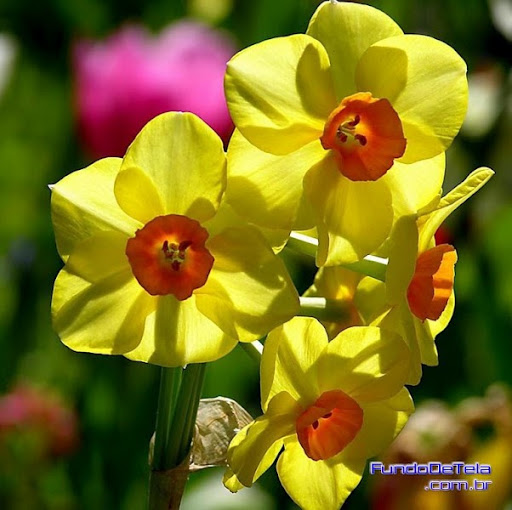 Paula Pacheco Photo 19