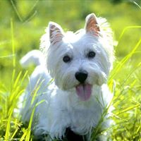 Thomas Haines Photo 29