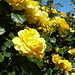 Victoria Rose Photo 10