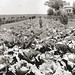 Jim Olson Photo 12