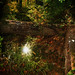 Robert Forest Photo 6