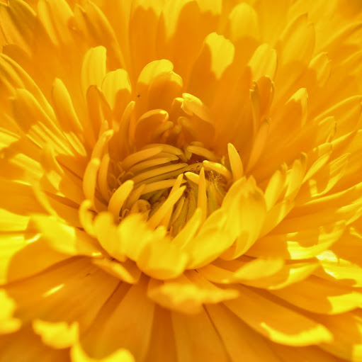 Lisa Trowbridge Photo 5