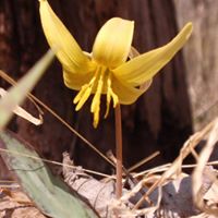 Linda Landis Photo 19