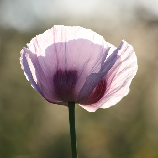 Dianne Jackson Photo 17