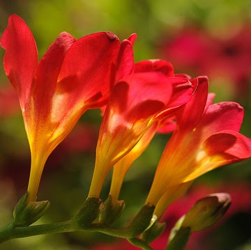 Kathleen Kelleher Photo 29