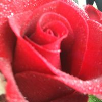 Rose Flowers Photo 41